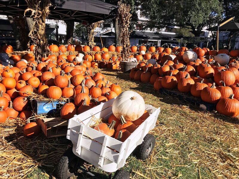 Walking through the Snow Circle in Hyde Park village, different colored and shaped pumpkins are available for purchase until Oct. 31. Mini pumpkins are $2, small pumpkins for $5 and ten-pound pumpkins for up to $30.
