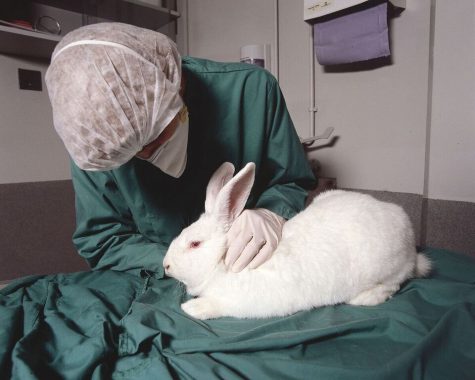 Product testing harms innocent animals