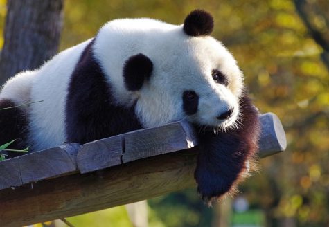 Extinction causes devastating impact