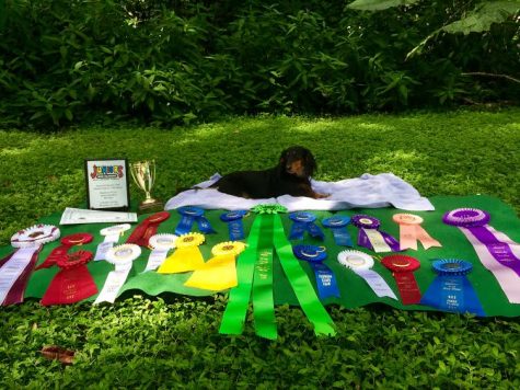 Student trains dogs for dog shows