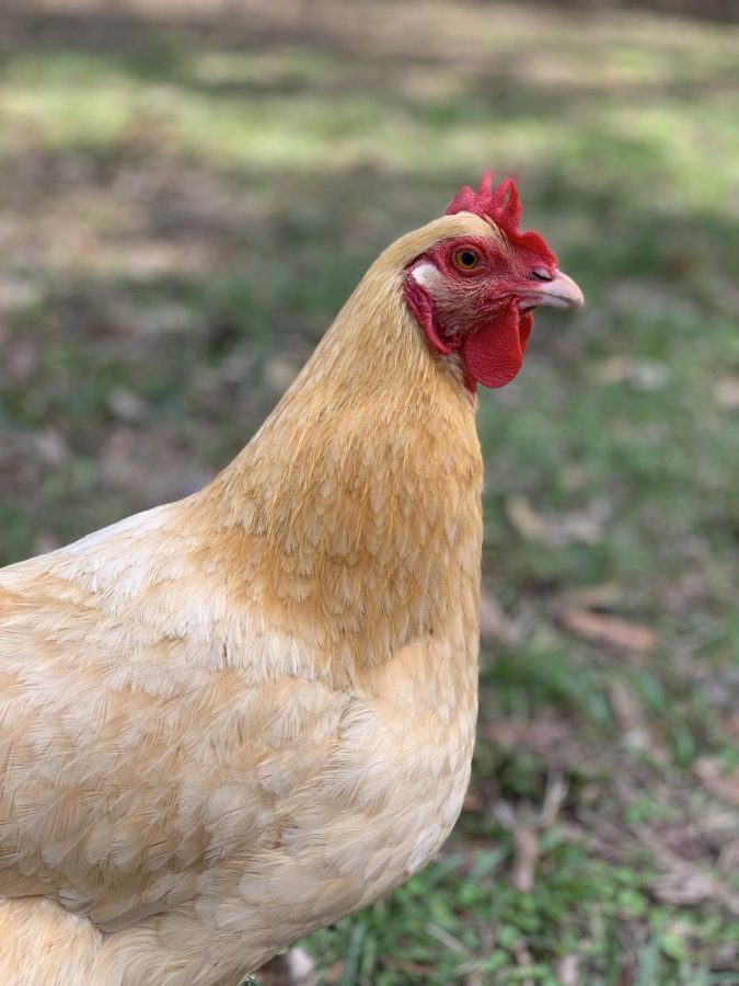 Claire Beakman, one of biology teacher Katherine Roy’s four chickens, peeks her head into the shot. Roy and her husband have been caring for the chickens for about two years. 