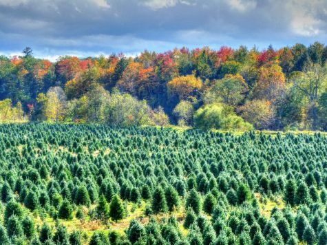 Real Christmas trees have environmental benefits that fake trees don’t offer. This is one of many reasons why having a real tree is superior to using a fake one. Every year of my life, my family has picked out a real tree and set it up, and it is a tradition that I would never give up. Photo courtesy of WIkimedia Commons.