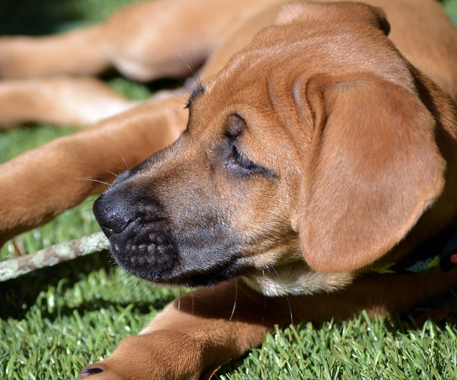 Laying in the sun, pit bull-mix Cali chews a stick. Adopting a puppy can be a great source of laughter and fun.  