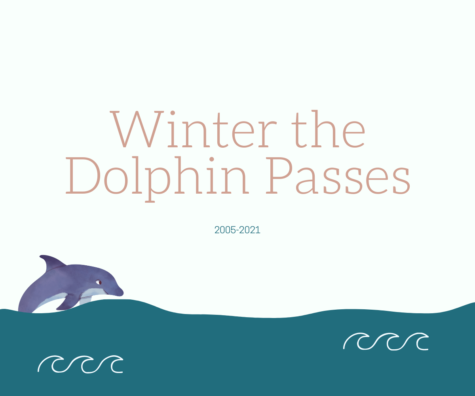 After being at the Clearwater Marine Aquarium for 16 years, Winter the Dolphin passes on Nov. 11. 