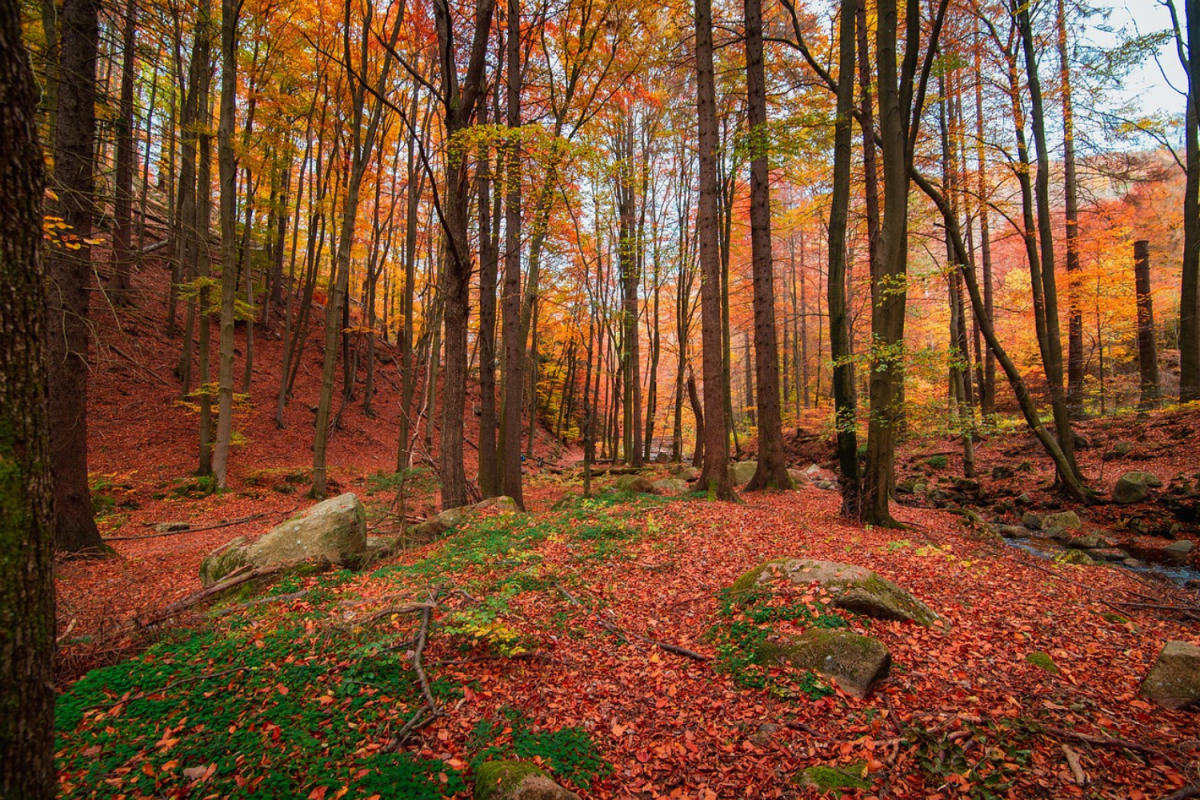 Fall means hot chocolate, iced coffee, a collection of red, orange and yellow leaves all around. In this article, I will highlight my favorite fall songs.