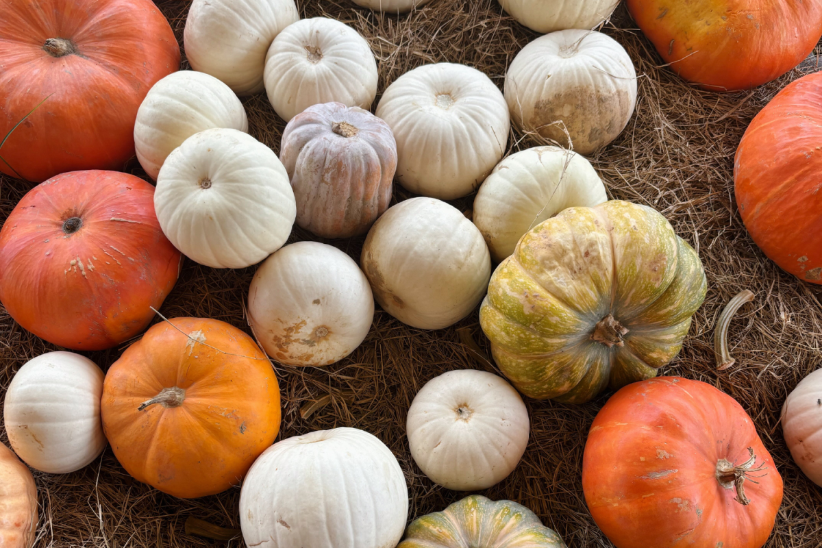 Halloween has origins dating back to the ancient Celts. Back then Halloween was known as Samhain. 