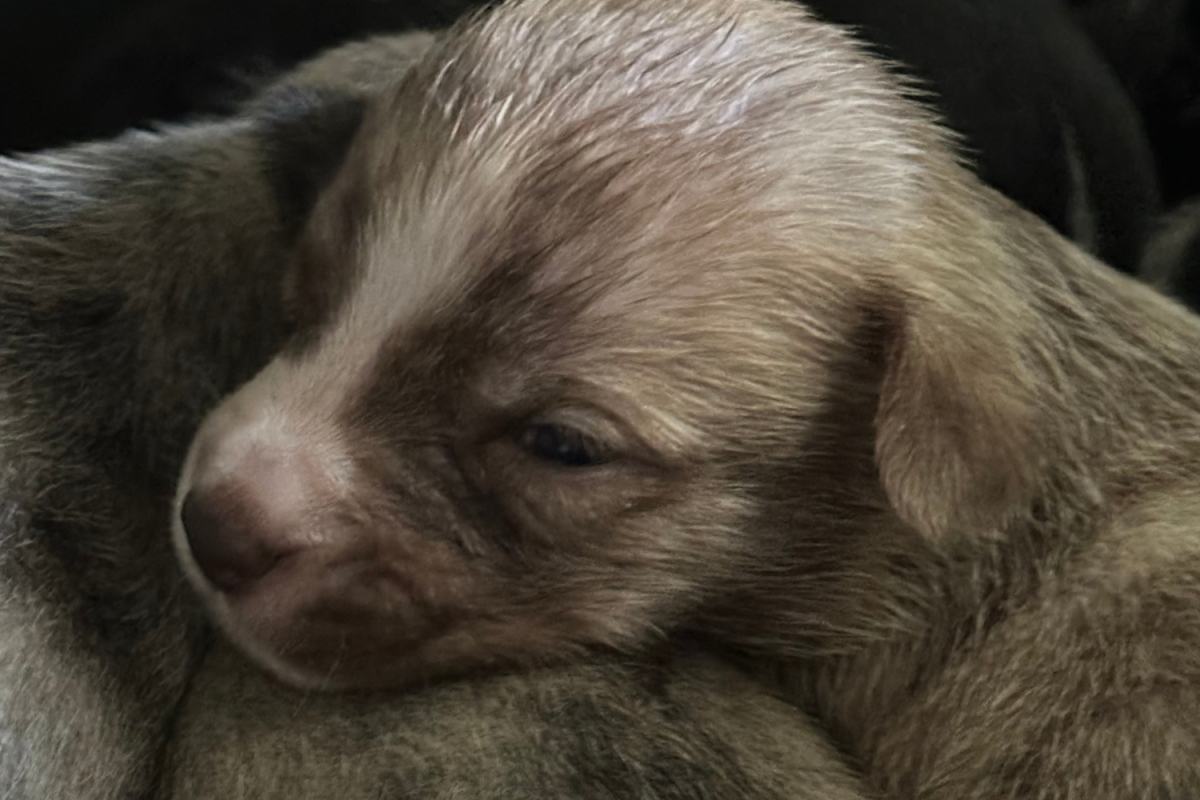 Two-week-old puppies born at Mercyfull Animal Shelter are shown. The puppies' mother was surrendered to the shelter after hurricanes Helene and Milton. 