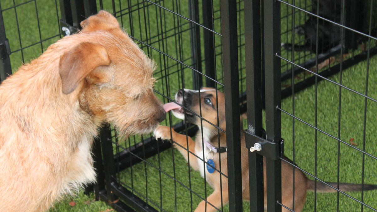 Autumn and Doug kiss one another through a crate. Autumn and Dough are both dogs at the Mercy for Merciful shelter 