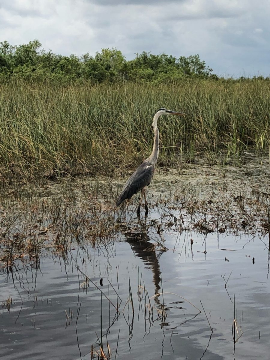 Fires burn through the Everglades’ palms. Prior to the wildfires, the Everglades was seen a haven for many endangered species. 