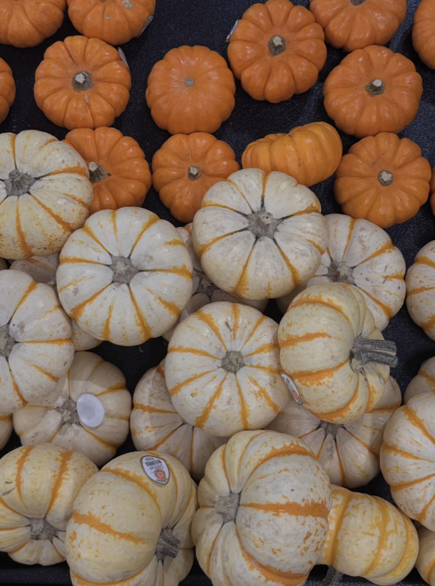 Pumpkins are displayed at markets across Tampa Bay. The displays marked the beginning of fall in the region. 