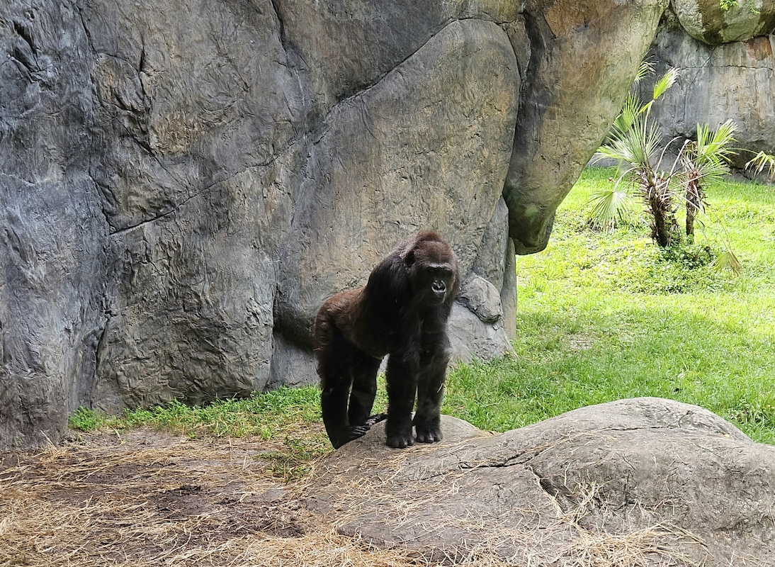 A gorilla looks at the photographer through the glass. Jane Goodall, a British primatologist, studied gorillas, chimpanzees, and other primates in her almost seven decades of work experience.