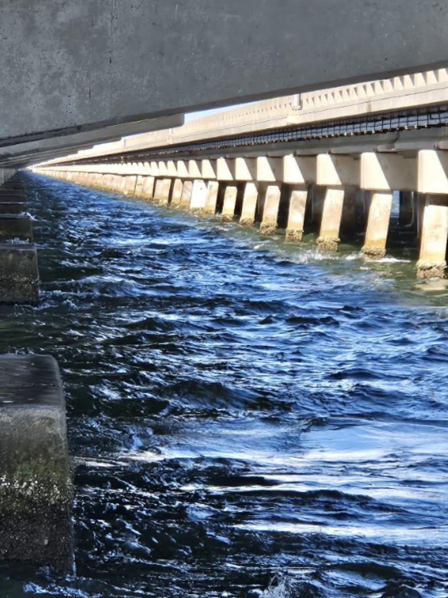 Tampa Bay’s waters face growing threats from industrial pollution, maritime traffic, and wastewater spills. Over the past decade, these pressures have caused significant habitat damage and declines in water quality. 